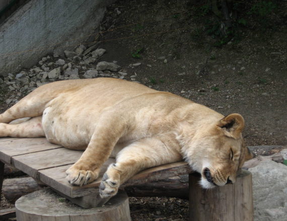 Zoo Košice