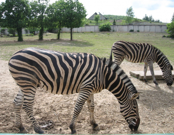 Zoo Košice