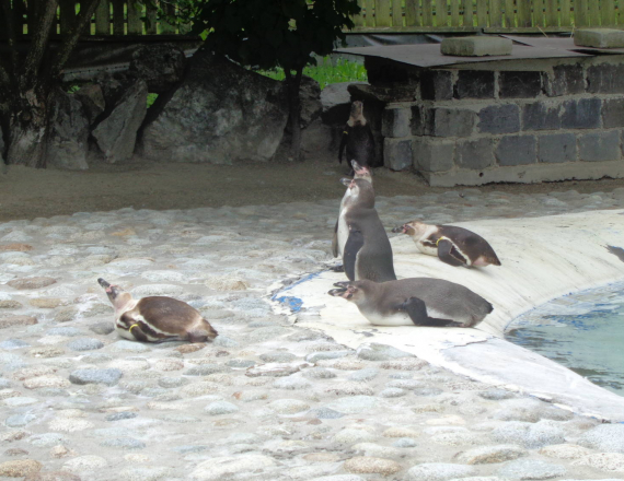 Zoo Košice